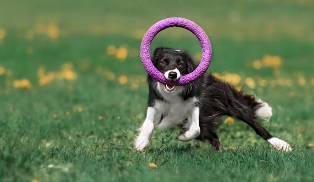 边境牧羊犬应该怎么训练？训练什么？