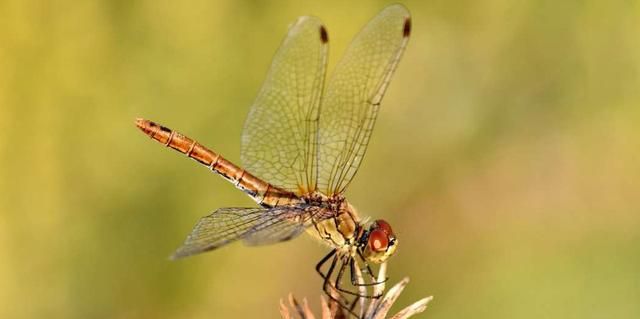 蜻蜓的幼虫叫水虿，它有多凶猛？捕猎像异形
