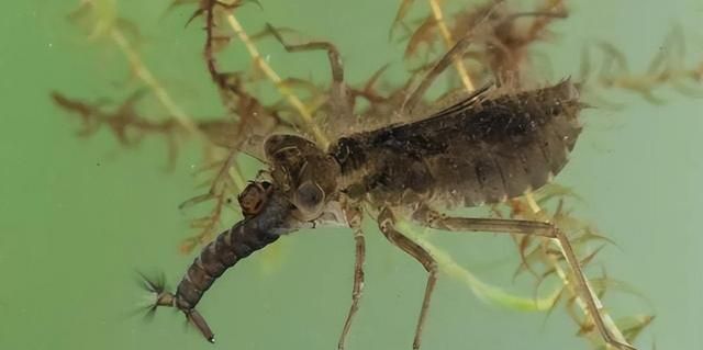 蜻蜓的幼虫叫水虿，它有多凶猛？捕猎像异形