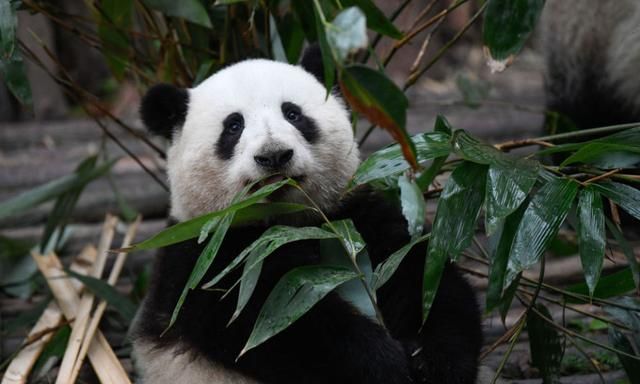 更多了解、更好爱护——记者探访全国多个大熊猫基地