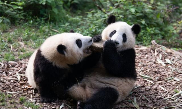 更多了解、更好爱护——记者探访全国多个大熊猫基地
