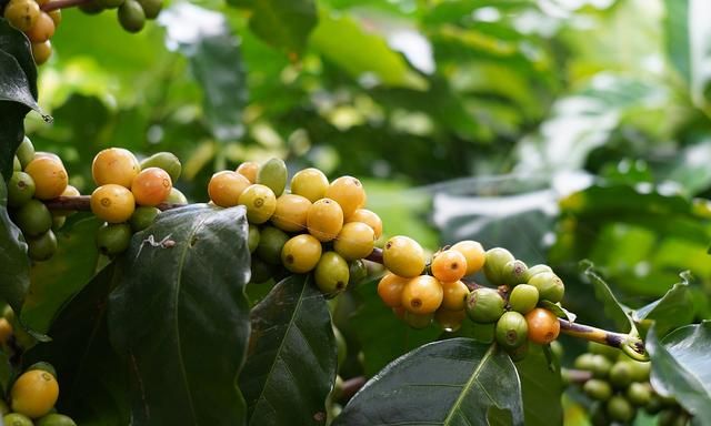 详解市面上8种常见咖啡豆品种，哪种才是你的最爱？