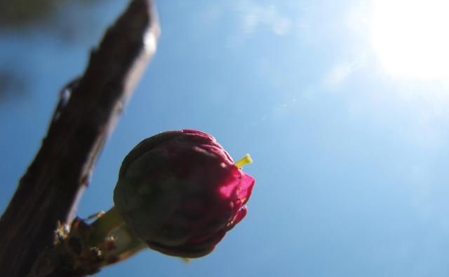 【中考现代文阅读】《花骨朵儿》（附答案解析）