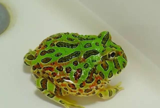 想养黄金角蛙当“招财蛙”，要先学习一些角蛙饲养的入门知识