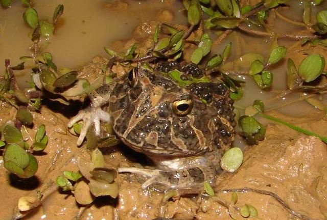 想养黄金角蛙当“招财蛙”，要先学习一些角蛙饲养的入门知识