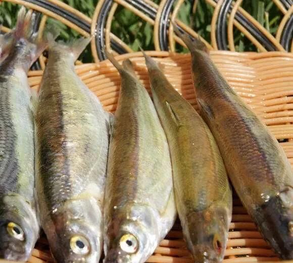 中国公认最好吃的13种鱼，吃第1种鱼就要冒生命危险，你敢吃？