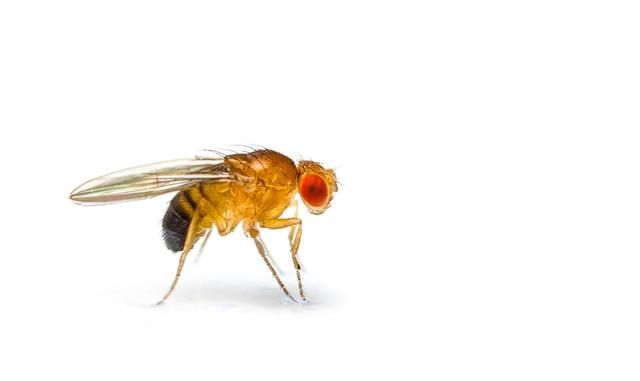 果蝇怎么防治效果好？农药无效，只能诱捕！