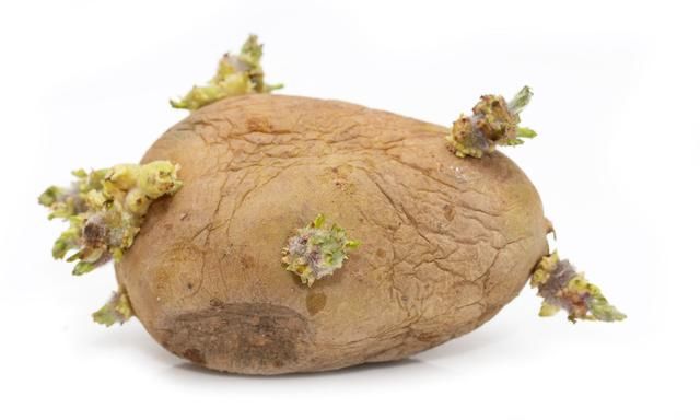 发芽的土豆还能吃吗？医生详细解说，爱吃土豆的您不妨来了解