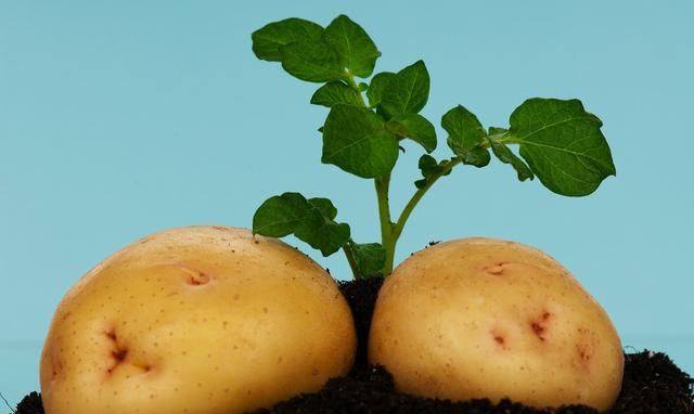 发芽的土豆还能吃吗？医生详细解说，爱吃土豆的您不妨来了解