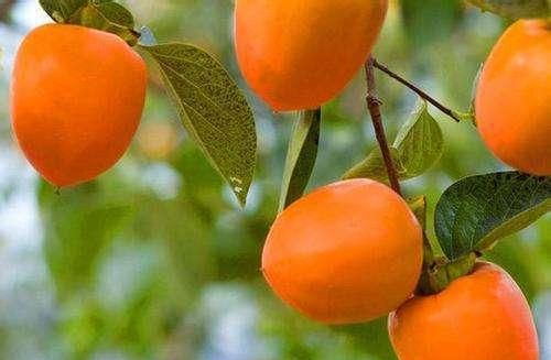 柿子可以快速“催熟”，教你几招有效方法，秋天吃柿子不耽误