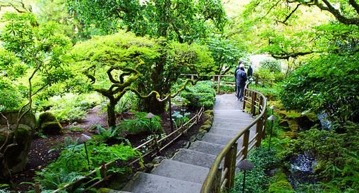 象征富贵的室内绿植有哪些,家居绿植盆栽象征长寿富贵的花图1