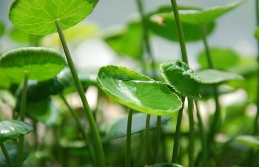 象征富贵的室内绿植有哪些,家居绿植盆栽象征长寿富贵的花图4