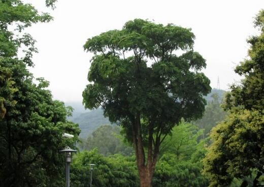 象征富贵的室内绿植有哪些,家居绿植盆栽象征长寿富贵的花图11