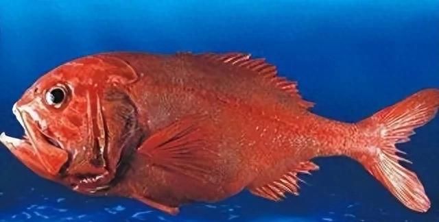 【必看】揭秘海洋美食界的珍宝！公认好吃的6种野生海鱼大公开！