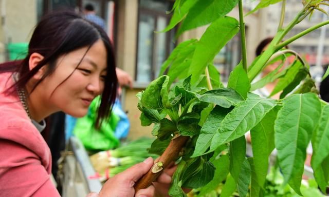 粮仓稻谷遭虫蛀如何治？老农六土法，稻谷储存一年都没事