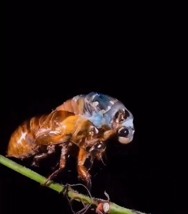 不是每一只蝉都能脱壳成功的，因为它懂得牺牲就是生命的价值