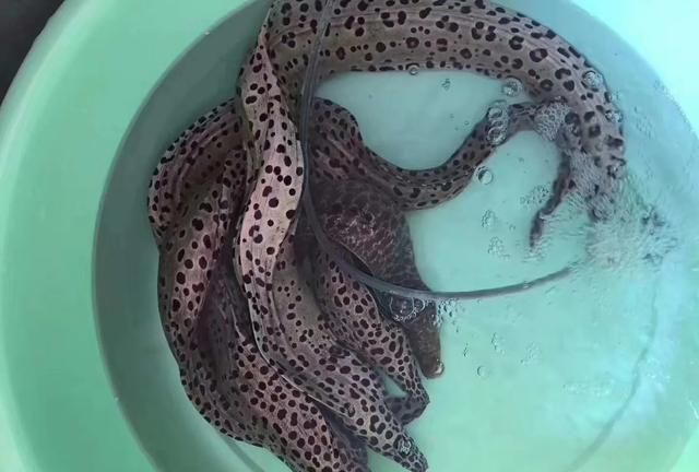 品味东山岛大石鳗鱼美食：海洋的鲜美无比