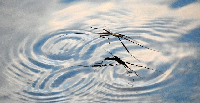 农村长得很像蜘蛛的虫子，在水面上能快速移动，你知道它叫啥吗