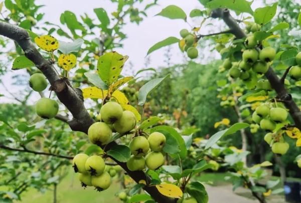 紧急提醒：这种“红苹果”要当心！正大量出现，不建议食用