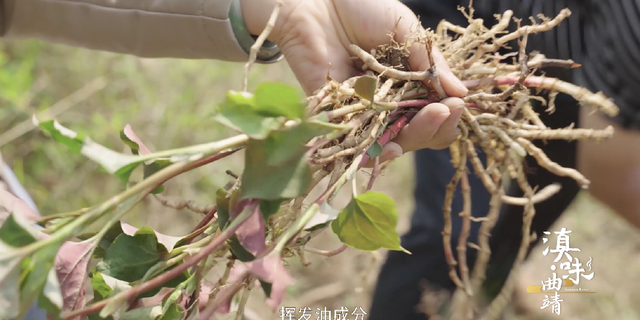 正宗！爽口！炭烤黄豆腐、慢炖火腿、鸡蛋藤菜汤，这些宣威美食把人看饿啦！